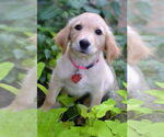 Small #1 Golden Retriever