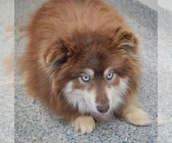 Medium Photo #4 Pomsky Puppy For Sale in Huntley, IL, USA
