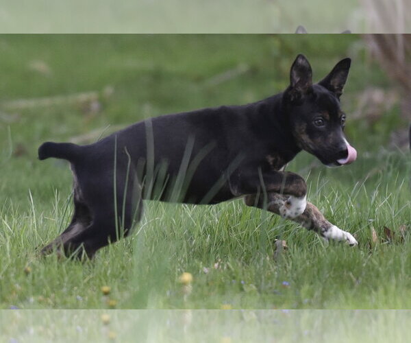 Medium Photo #1 Australian Shepherd-Chihuahua Mix Puppy For Sale in Mechanicsburg, PA, USA