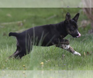 Australian Shepherd-Chihuahua Mix Dogs for adoption in Mechanicsburg, PA, USA