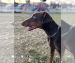 Small #1 Doberman Pinscher