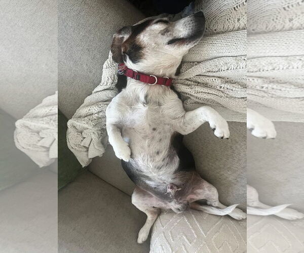 Medium Photo #11 Beagle Puppy For Sale in Dunnellon, FL, USA