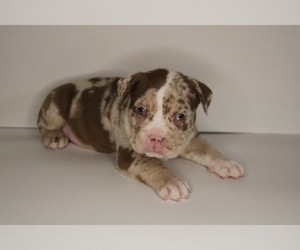American Bully Puppy for sale in SOUTHFIELD, MI, USA