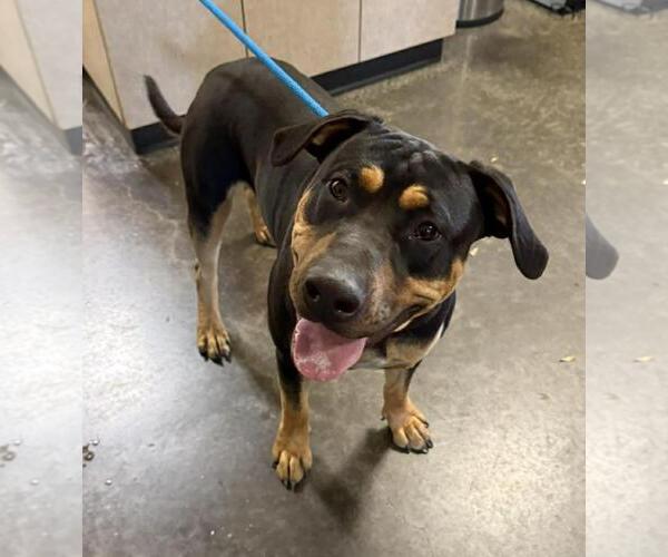 Medium Photo #1 Rottweiler-Unknown Mix Puppy For Sale in Rockwall, TX, USA