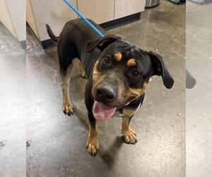 Rottweiler-Unknown Mix Dogs for adoption in Rockwall, TX, USA