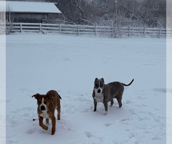 Medium Photo #14 American Bulldog-Unknown Mix Puppy For Sale in Germantown, OH, USA