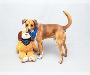 German Shepherd Dog-Unknown Mix Dogs for adoption in Sanford, FL, USA