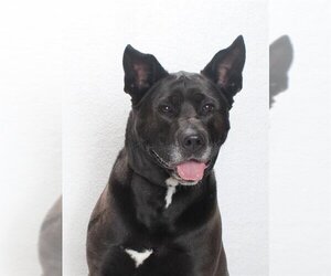 Akita-Labrador Retriever Mix Dogs for adoption in Burbank, CA, USA