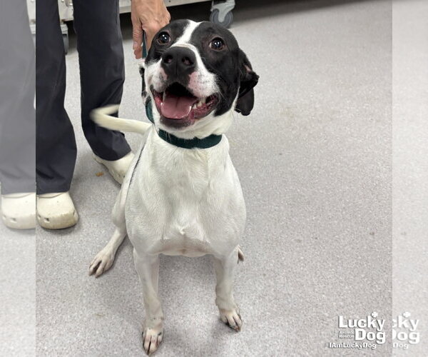 Medium Photo #2 Lab-Pointer Puppy For Sale in Washington, DC, USA