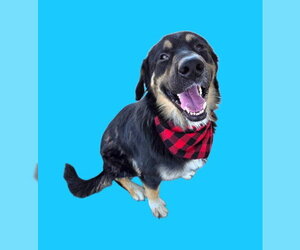 Bernese Mountain Dog Dogs for adoption in Bakersfield, CA, USA