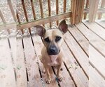 Small #17 American Staffordshire Terrier Mix