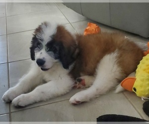 Saint Berdoodle Puppy for sale in FORT PIERCE, FL, USA