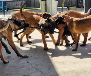 Belgian Malinois Puppy for sale in WHITTIER, CA, USA