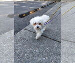 Small #2 Maltese