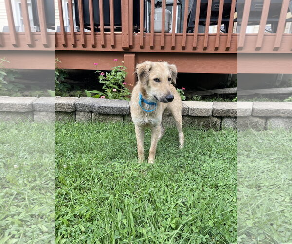 Medium Photo #2 Retriever -Unknown Mix Puppy For Sale in Rockaway, NJ, USA