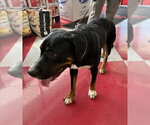 Small #3 Boxer