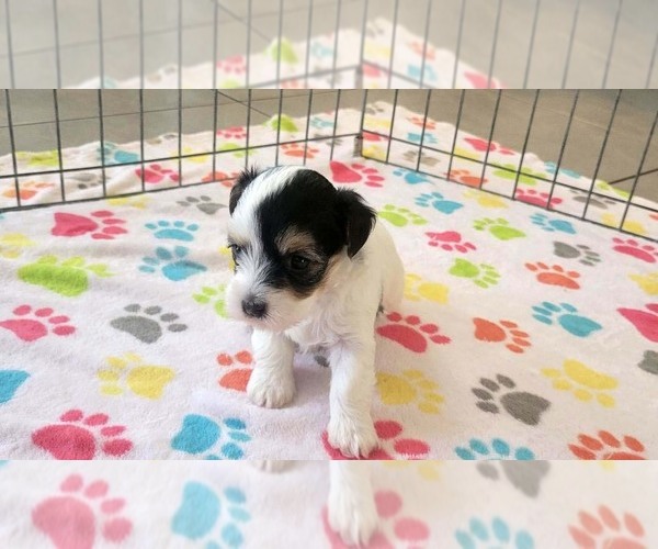 Medium Photo #16 Havanese Puppy For Sale in ORO VALLEY, AZ, USA