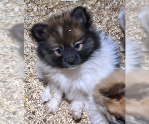 Pomeranian Puppy for sale in SPOTSYLVANIA, VA, USA