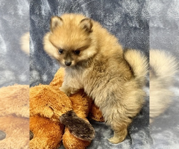 Medium Photo #8 Pomeranian Puppy For Sale in SILEX, MO, USA