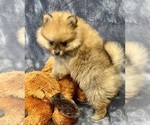 Small Photo #8 Pomeranian Puppy For Sale in SILEX, MO, USA