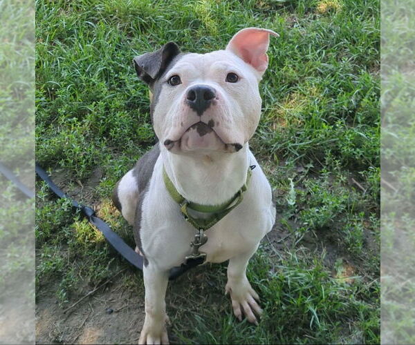 Medium Photo #1 Mutt Puppy For Sale in Richmond, IN, USA