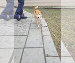Small Photo #1 Shiba Inu Puppy For Sale in CALUMET PARK, IL, USA