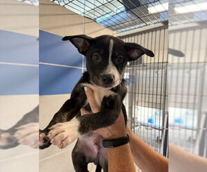 Labsky Dogs for adoption in Burbank, CA, USA