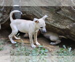 Small #15 Labrador Retriever Mix