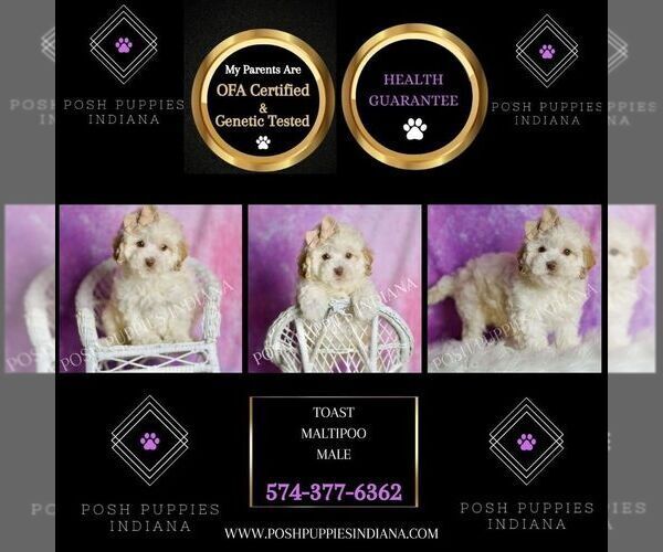 Medium Photo #38 Maltipoo (Miniature) Puppy For Sale in WARSAW, IN, USA