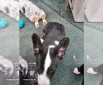 Small Photo #9 Welsh Cardigan Corgi Puppy For Sale in CITRA, FL, USA