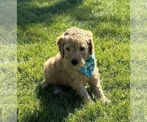 Goldendoodle Puppy for sale in MEDFORD, OR, USA