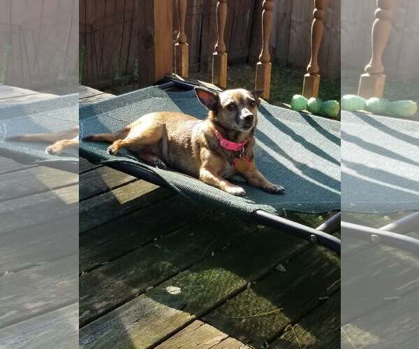 Medium Photo #13 Chihuahua-Unknown Mix Puppy For Sale in Mount Laurel, NJ, USA