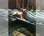 Small Photo #13 Chihuahua-Unknown Mix Puppy For Sale in Mount Laurel, NJ, USA
