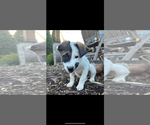 Small Photo #4 Labrador Retriever-Unknown Mix Puppy For Sale in Stephens City, VA, USA