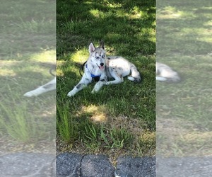 Australian Shepherd-Siberian Husky Mix Puppy for sale in E BROOKFIELD, MA, USA