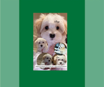 Small Maltipoo (Miniature)