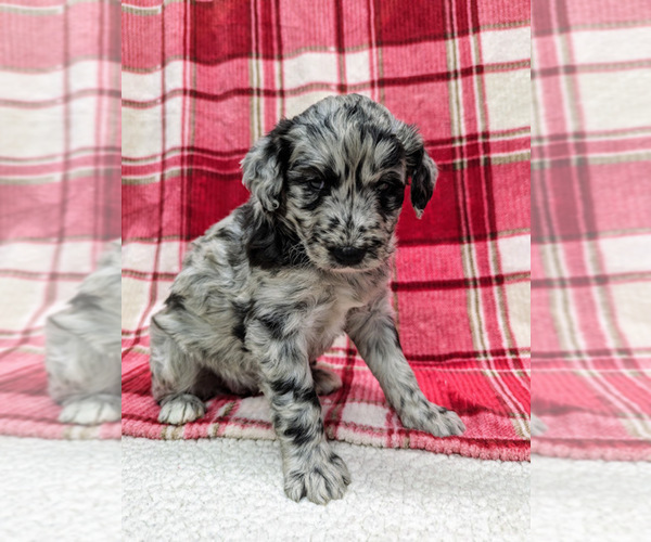 Medium Photo #15 Aussiedoodle Puppy For Sale in SPARTA, MO, USA