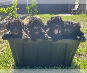 Poodle (Standard) Puppy for sale in CAPE CORAL, FL, USA