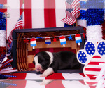 Puppy Plankton Border Collie