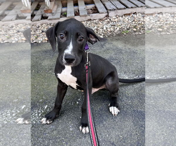 Medium Photo #1 Mutt Puppy For Sale in Sterling, MA, USA