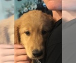 Small Photo #4 Golden Retriever Puppy For Sale in QUEEN CREEK, AZ, USA