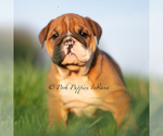 Small #3 English Bulldog