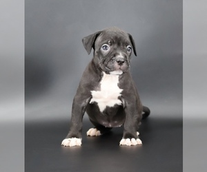 American Bully Puppy for sale in CHAMPAIGN, IL, USA