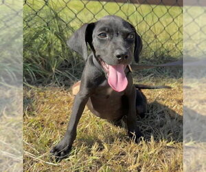 Garrett - Male Bulldog-Labrador Retriever Mix Dog for Adoption - Photo #2