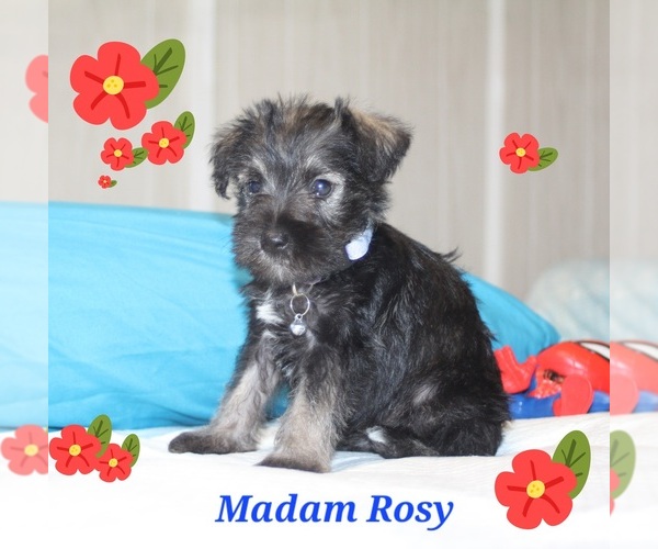 Medium Photo #1 Schnauzer (Miniature) Puppy For Sale in BROOKSVILLE, FL, USA