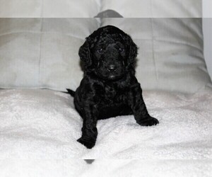 Goldendoodle Puppy for sale in OKC, OK, USA