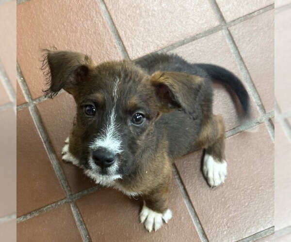 Medium Photo #3 Mutt Puppy For Sale in Jefferson, NJ, USA