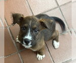 Small #2 Mutt
