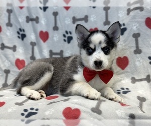 Pomsky Puppy for Sale in LAKELAND, Florida USA
