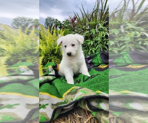 German Shepherd Dog Litter for sale in GREENWOOD, WI, USA
